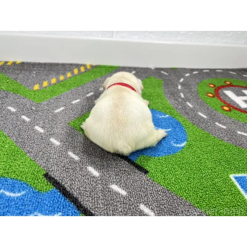 販売中の愛知県のフレンチブルドッグ-452849の6枚目