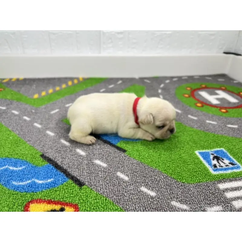 販売中の愛知県のフレンチブルドッグ-452849の5枚目