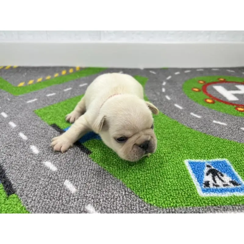 販売中の愛知県のフレンチブルドッグ-452849の4枚目