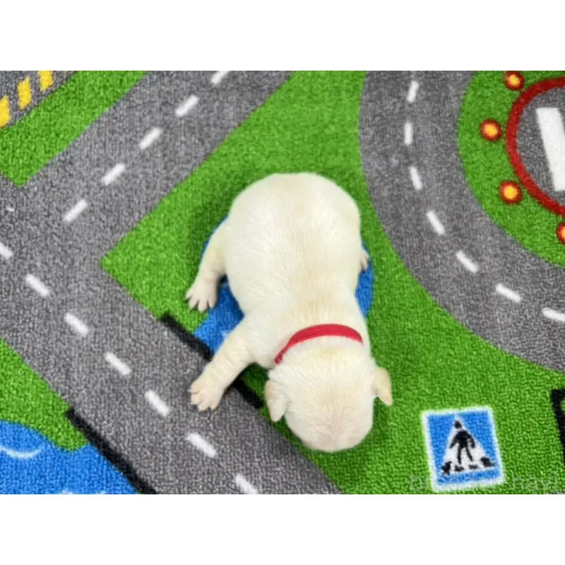 販売中の愛知県のフレンチブルドッグ-452849の3枚目