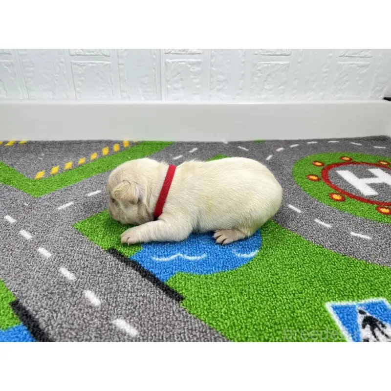 販売中の愛知県のフレンチブルドッグ-452849の2枚目