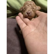 ♀︎トイプードル