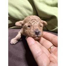 オンライン見学