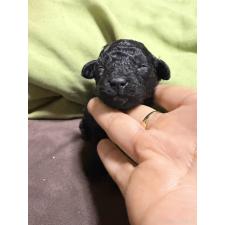 ♀︎トイプードル