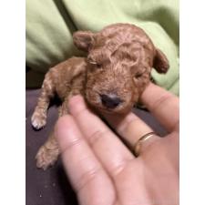 ♀︎トイプードル