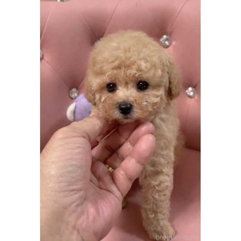 販売中の宮城県のタイニープードル-452151の2枚目