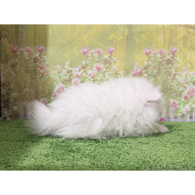 販売中の埼玉県のポメラニアン-443258の3枚目