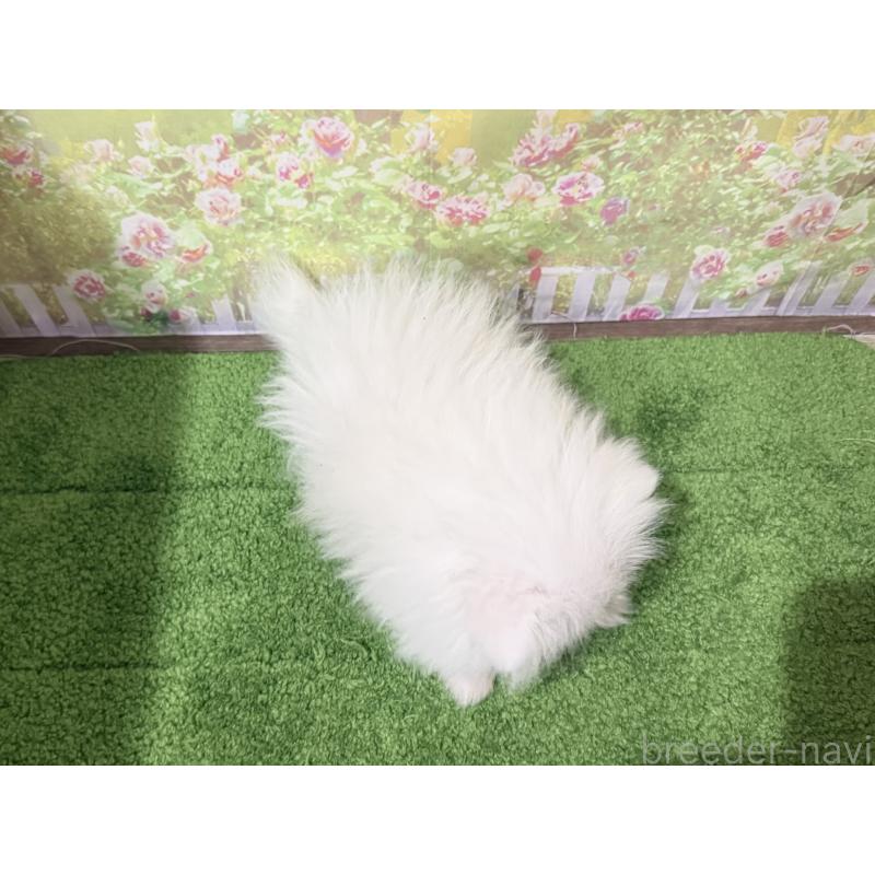 販売中の埼玉県のポメラニアン-443258の2枚目