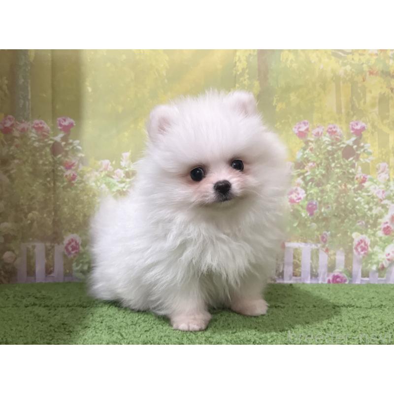 販売中の埼玉県のポメラニアン-443259の4枚目