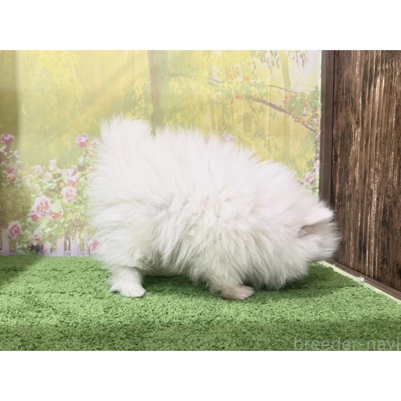 販売中の埼玉県のポメラニアン-443259の3枚目