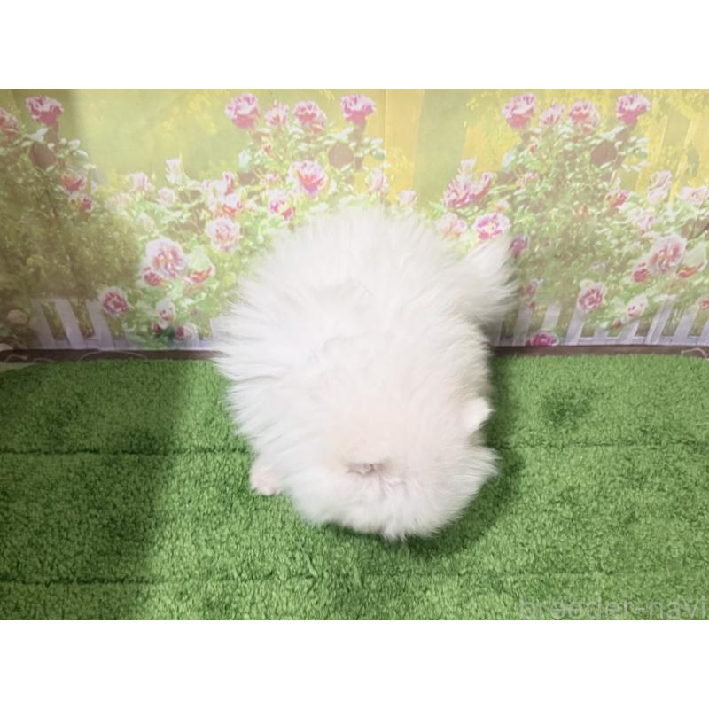 販売中の埼玉県のポメラニアン-443259の2枚目