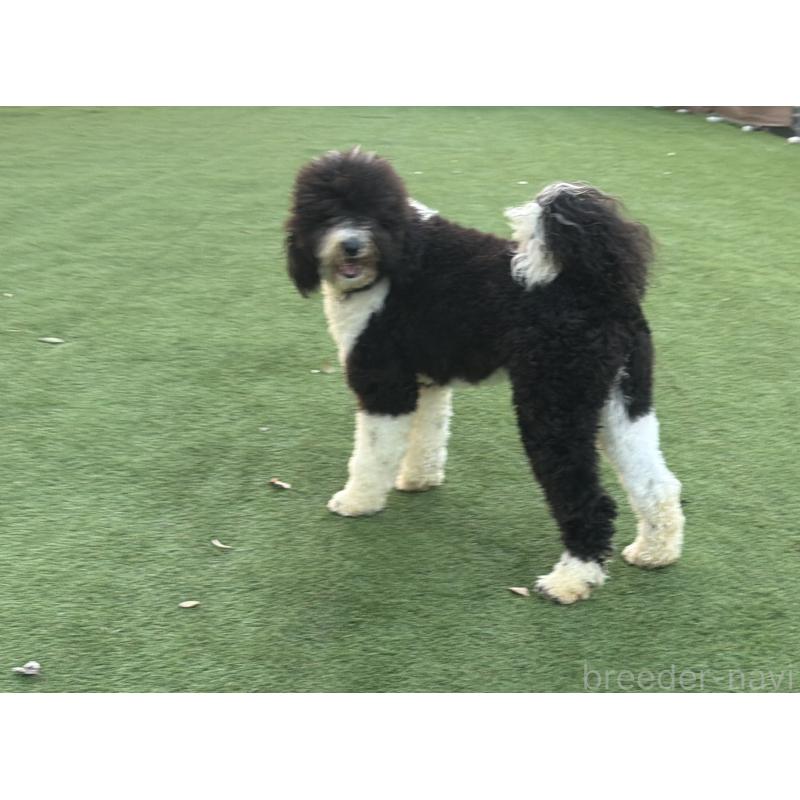 販売中の千葉県のスタンダードプードル-453089の9枚目