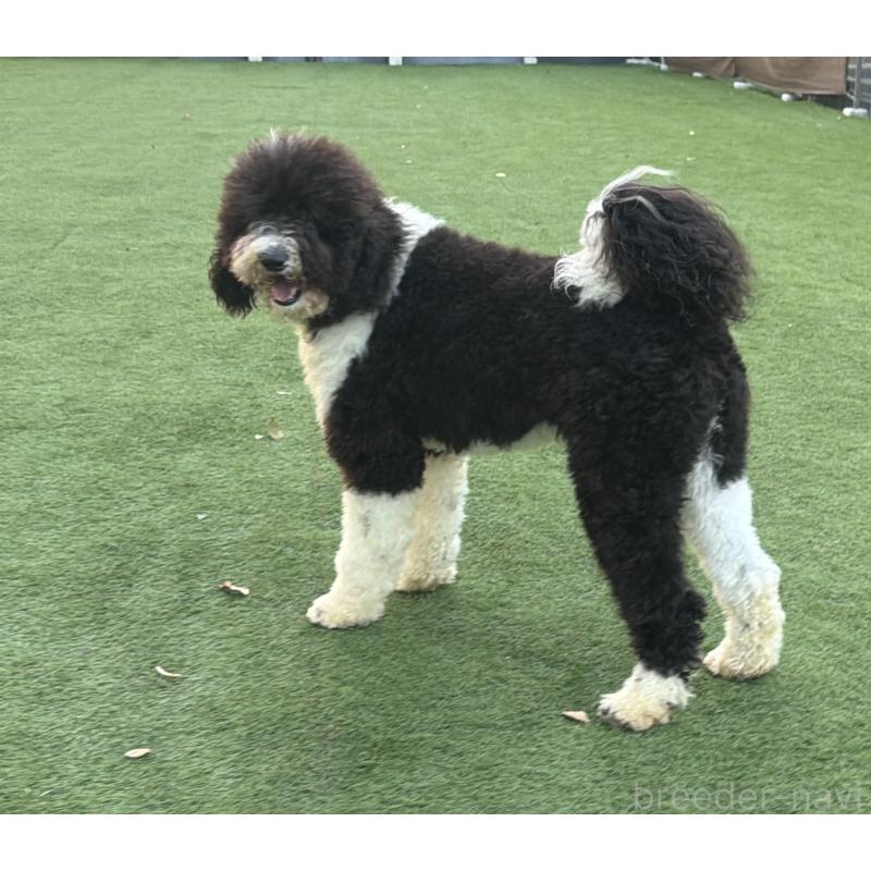 販売中の千葉県のスタンダードプードル-453089の8枚目