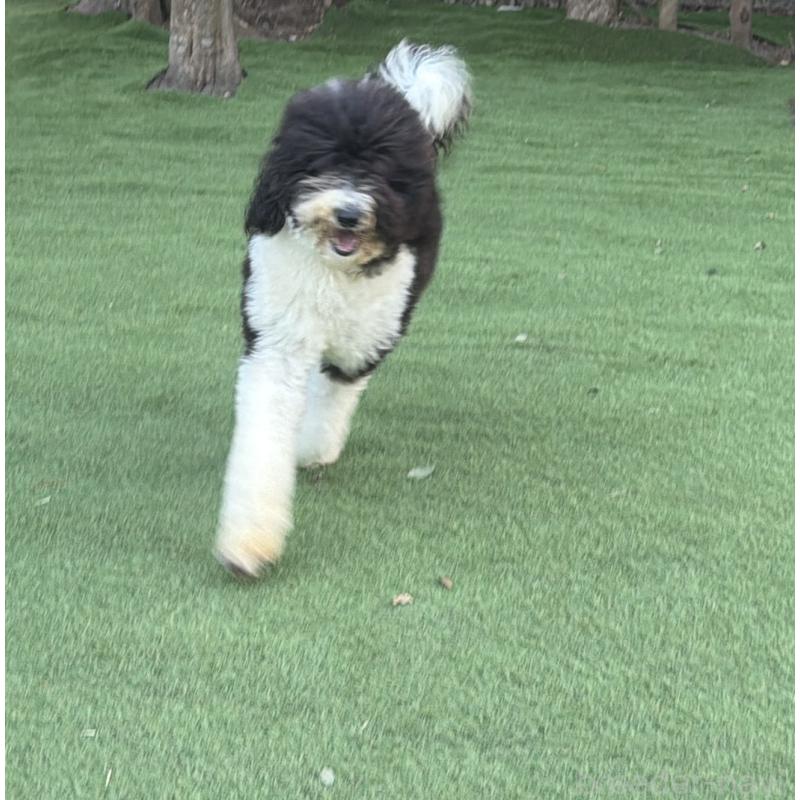 販売中の千葉県のスタンダードプードル-453089の6枚目