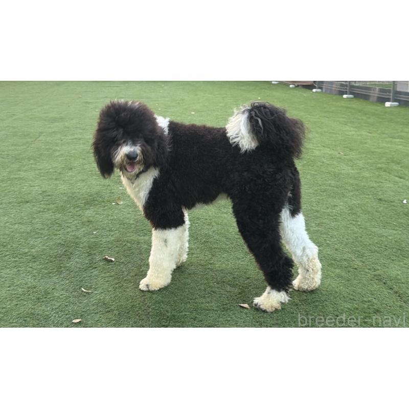 販売中の千葉県のスタンダードプードル-453089の4枚目