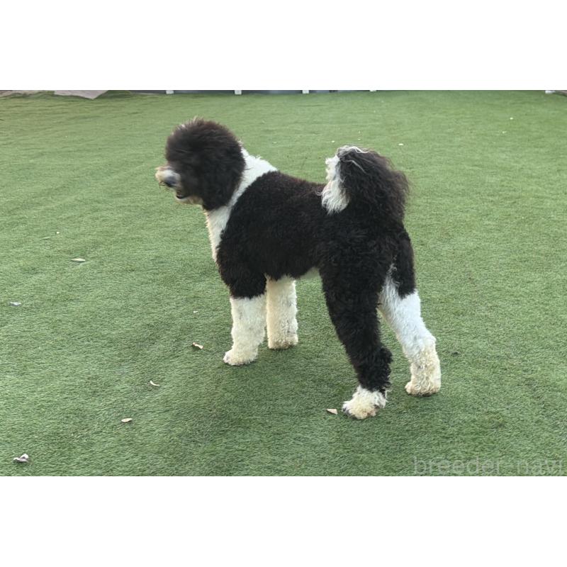 販売中の千葉県のスタンダードプードル-453089の3枚目