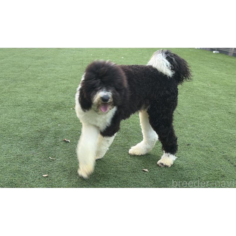 販売中の千葉県のスタンダードプードル-453089の2枚目