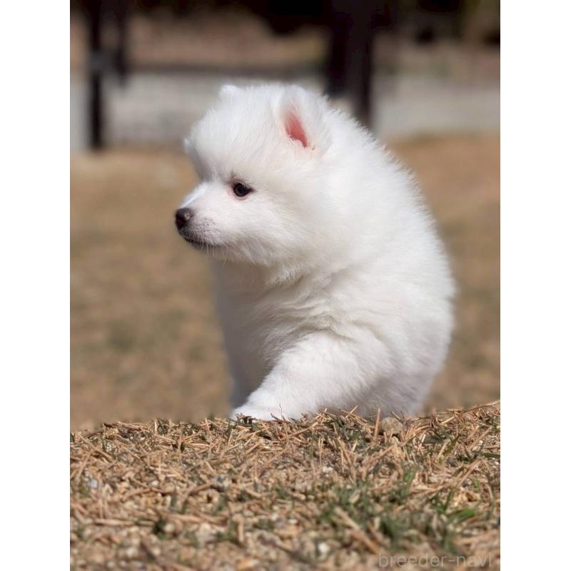 販売中の静岡県の日本スピッツ-453106の11枚目