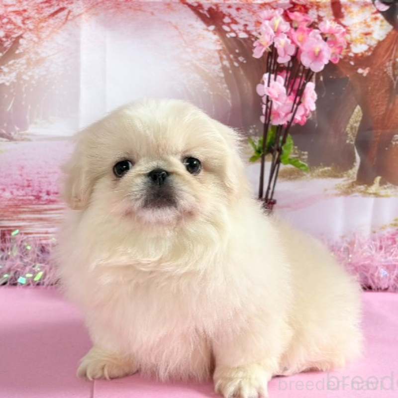 販売中の秋田県のペキニーズ-440938