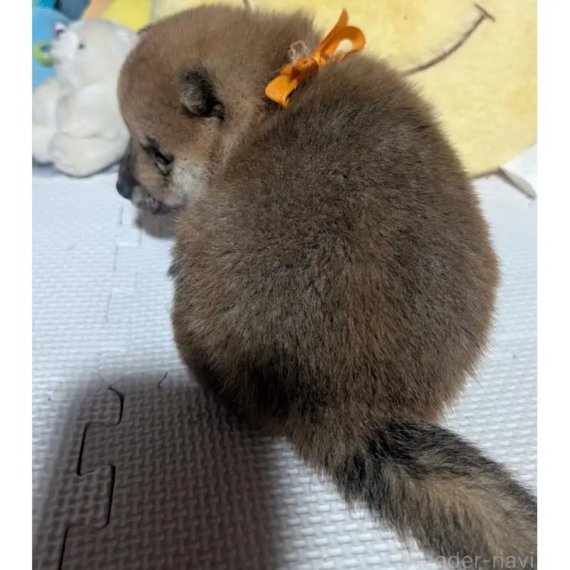 販売中の岡山県の豆柴-453107の6枚目