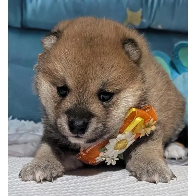 販売中の岡山県の豆柴-453107の5枚目