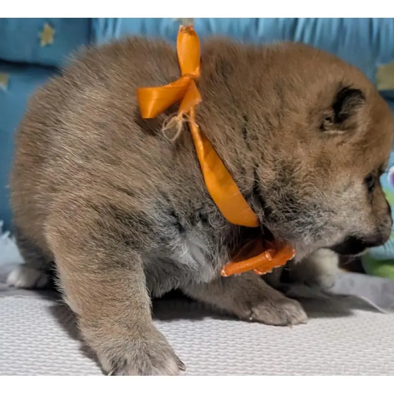 販売中の岡山県の豆柴-453107の4枚目