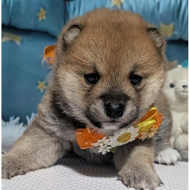 販売中の岡山県の豆柴-453107の3枚目