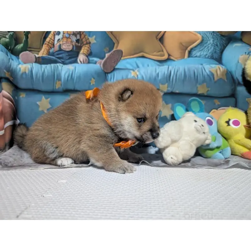 販売中の岡山県の豆柴-453107の2枚目