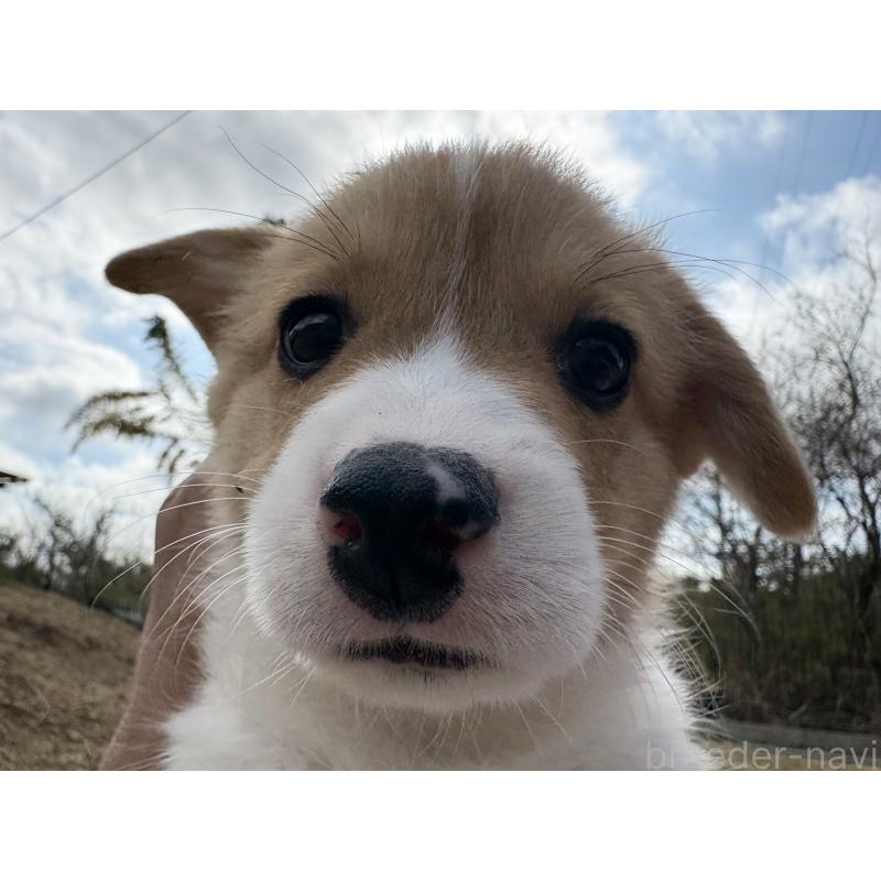 販売中の静岡県のウェルシュコーギーペンブローク-453129の6枚目