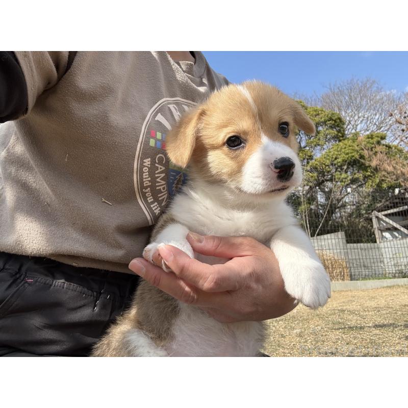 販売中の静岡県のウェルシュコーギーペンブローク-453129の5枚目