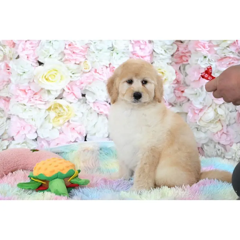 販売中の兵庫県のスタンダードプードル-453108の5枚目