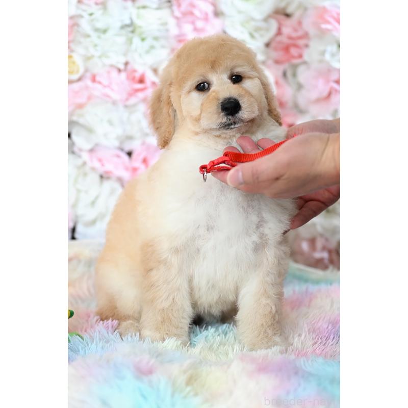 販売中の兵庫県のスタンダードプードル-453108の4枚目