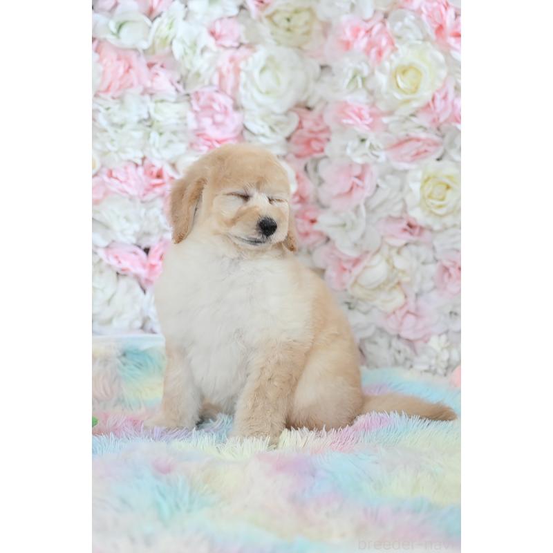 販売中の兵庫県のスタンダードプードル-453108の3枚目