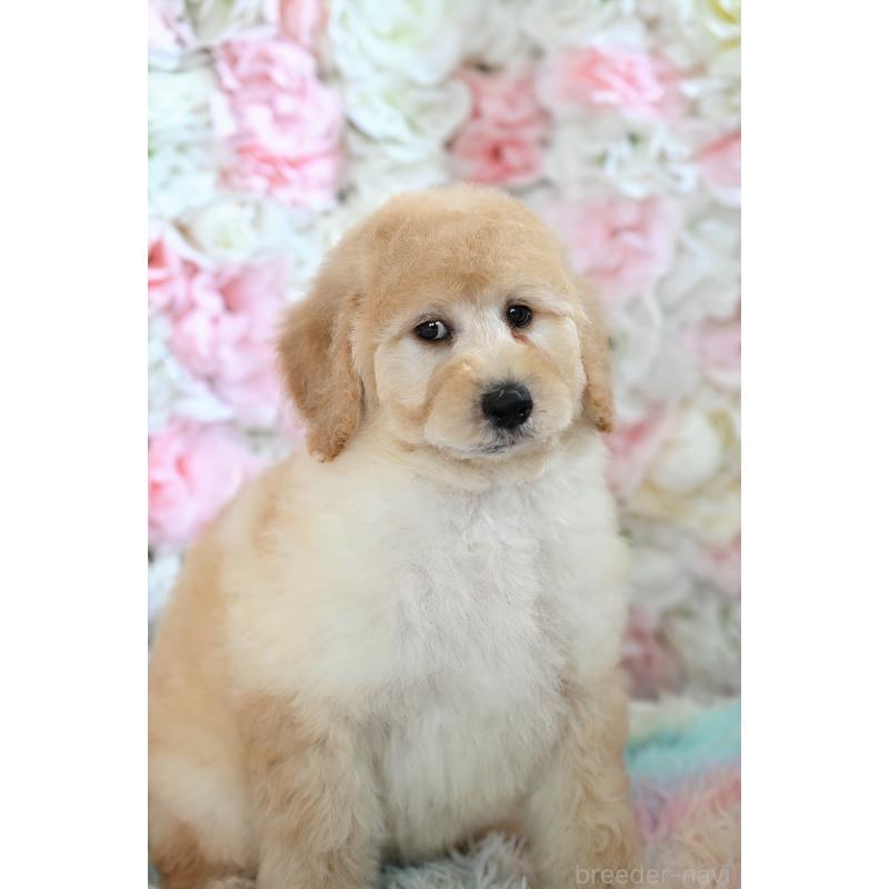 販売中の兵庫県のスタンダードプードル-453108の2枚目