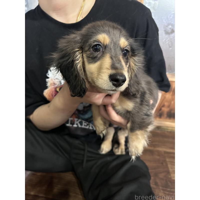 販売中の鹿児島県のミニチュアダックスフンド(ロングヘアード)-444847の3枚目