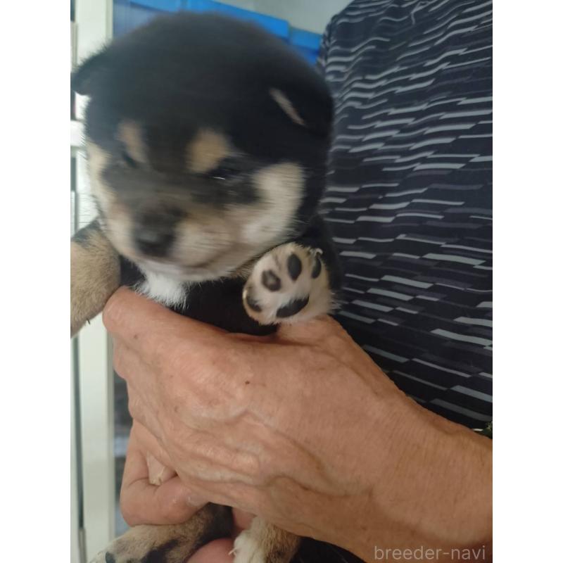 販売中の広島県の豆柴-453114の2枚目