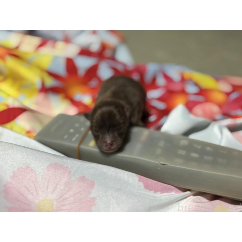 販売中の千葉県のポメラニアン-453115の2枚目