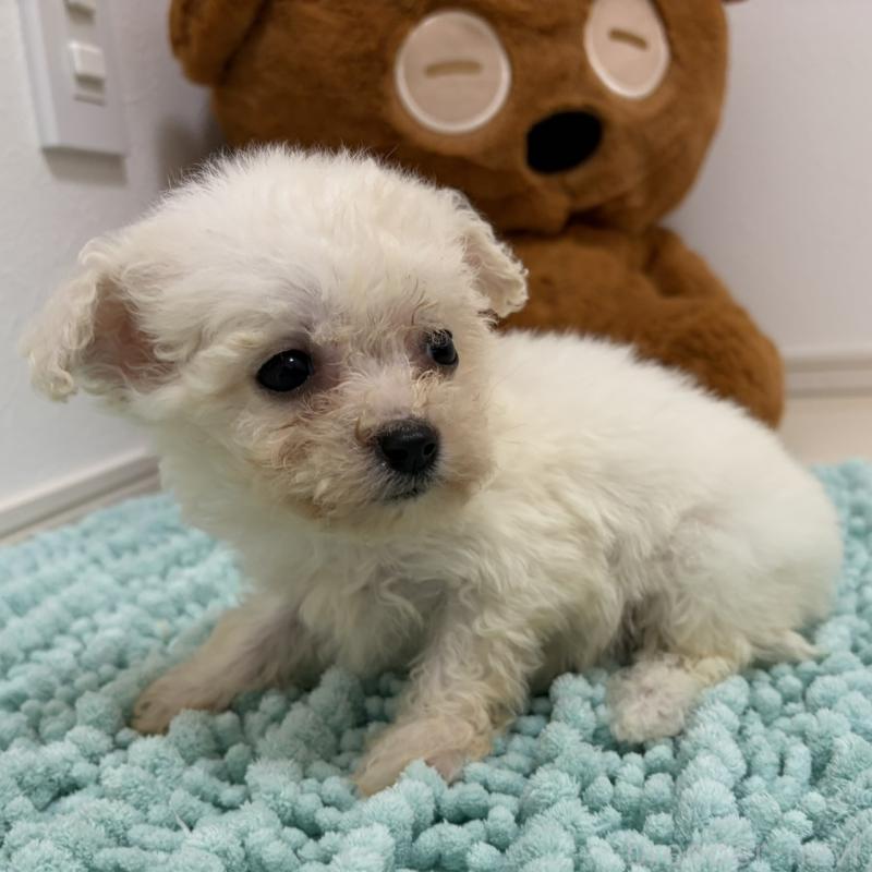 販売中の三重県のビションフリーゼ-453116の14枚目