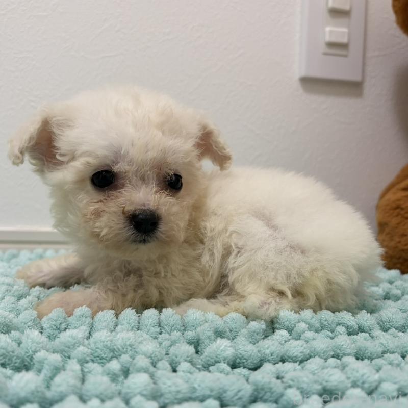 販売中の三重県のビションフリーゼ-453116の13枚目