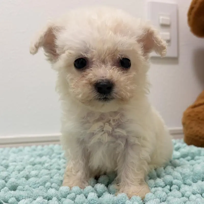 販売中の三重県のビションフリーゼ-453116の11枚目