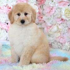 オンライン見学