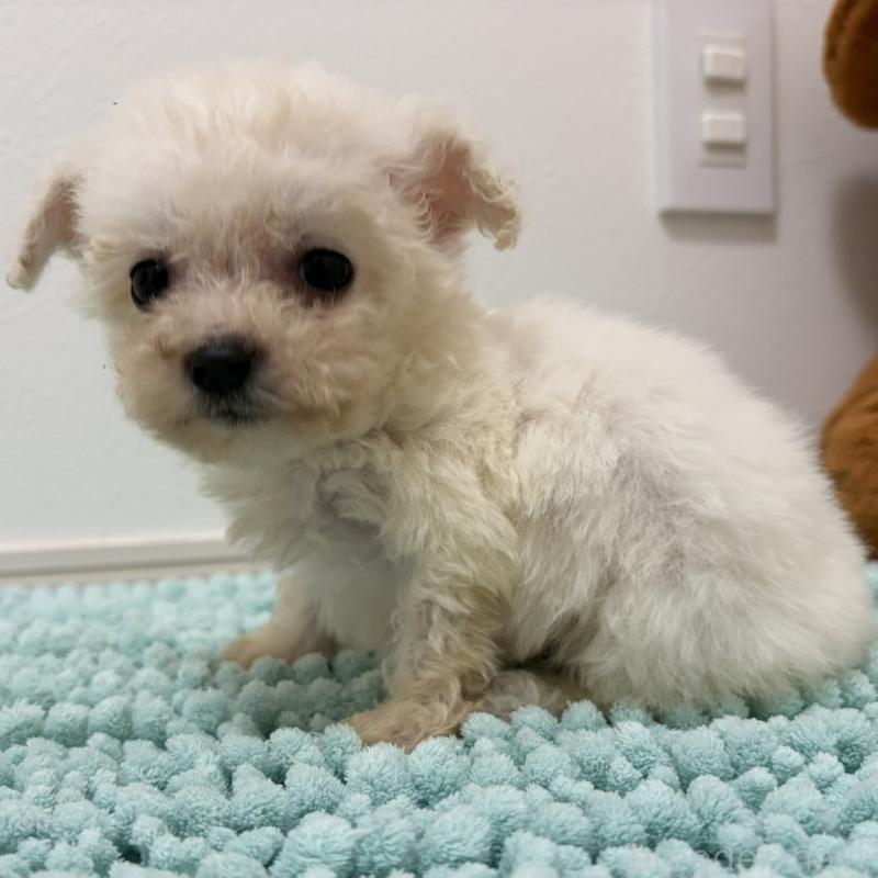 販売中の三重県のビションフリーゼ-453116の12枚目