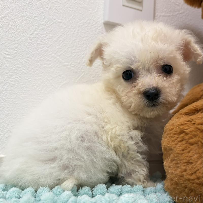 販売中の三重県のビションフリーゼ-453116の10枚目