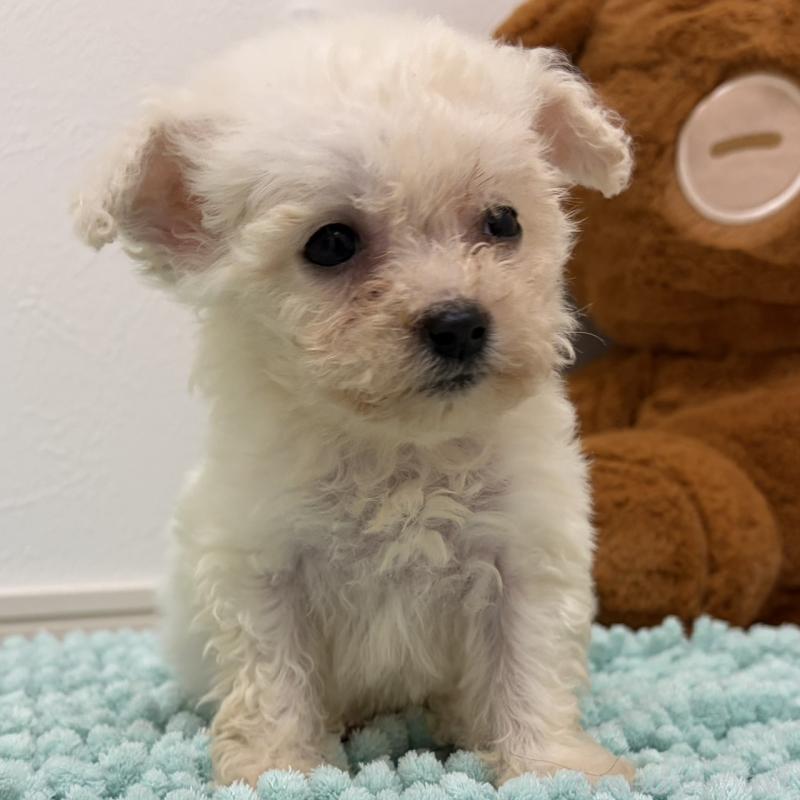 販売中の三重県のビションフリーゼ-453116の9枚目