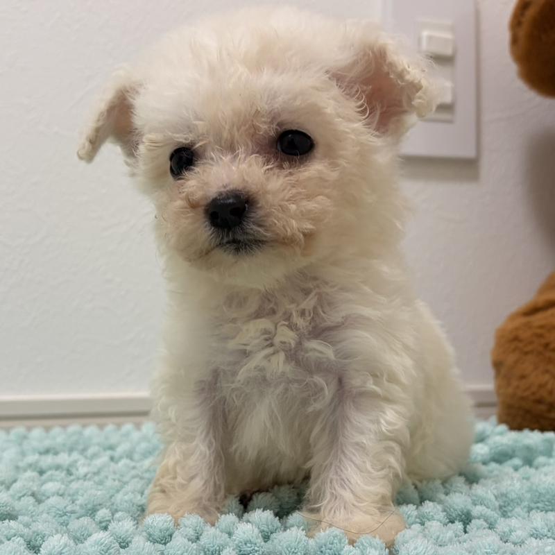 販売中の三重県のビションフリーゼ-453116の8枚目