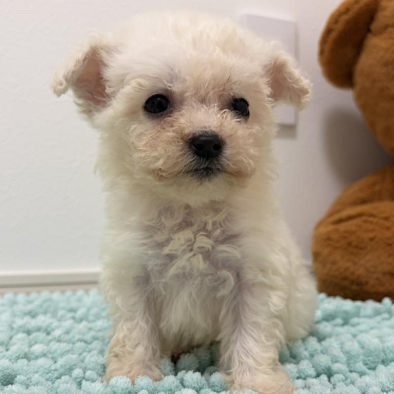 販売中の三重県のビションフリーゼ-453116の7枚目