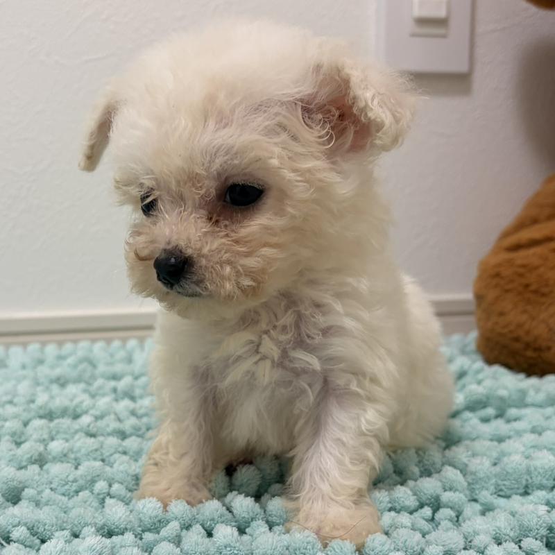 販売中の三重県のビションフリーゼ-453116の6枚目