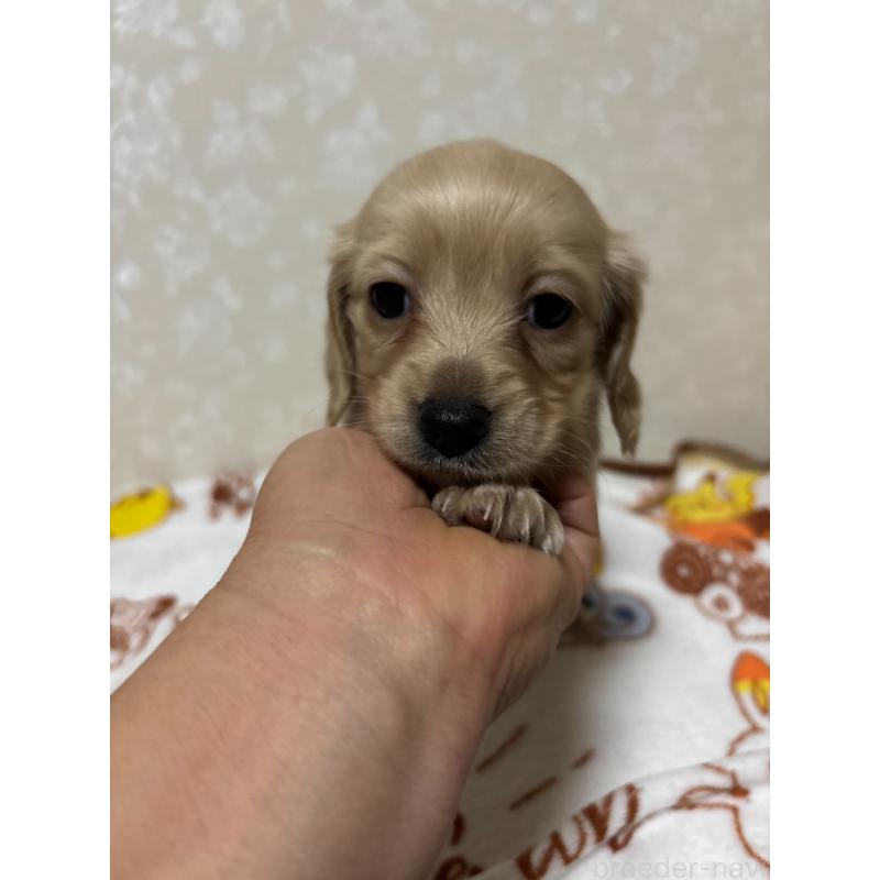 販売中の大分県のカニンヘンダックスフンド(ロングヘアード)-453119の10枚目