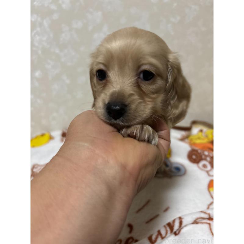 販売中の大分県のカニンヘンダックスフンド(ロングヘアード)-453119の9枚目