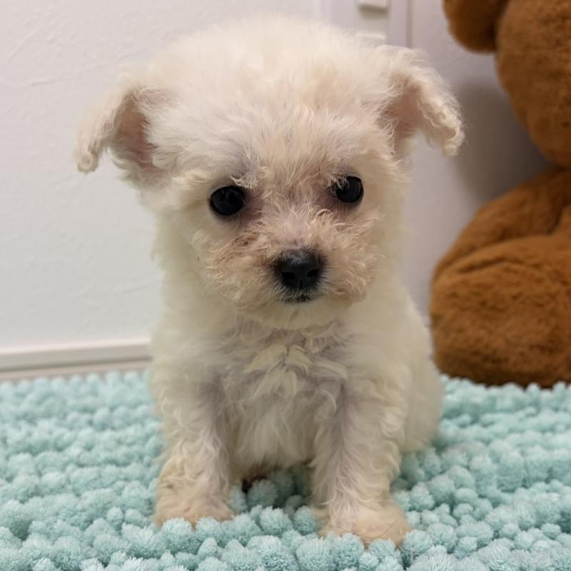 販売中の三重県のビションフリーゼ-453116の5枚目